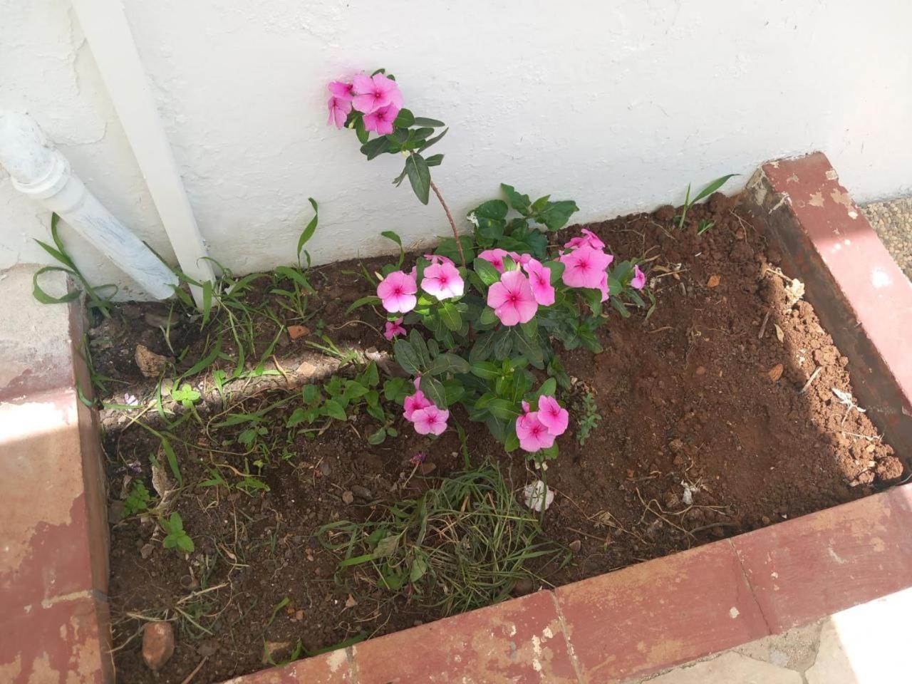 Villa Rosa Castellammare del Golfo Dış mekan fotoğraf